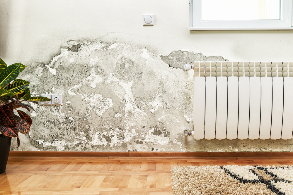 mold-in-home